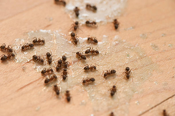 Pest Control Cost in Fair Lakes, VA