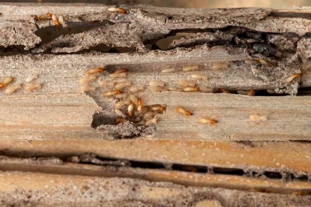Best Pest Inspection Near Me  in Fair Lakes, VA